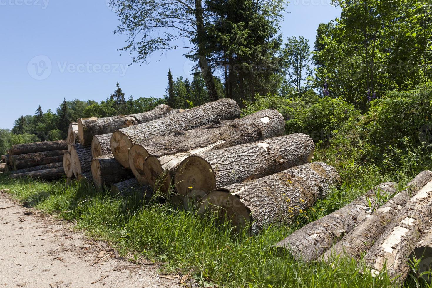 skörda tallstammar i skogen foto