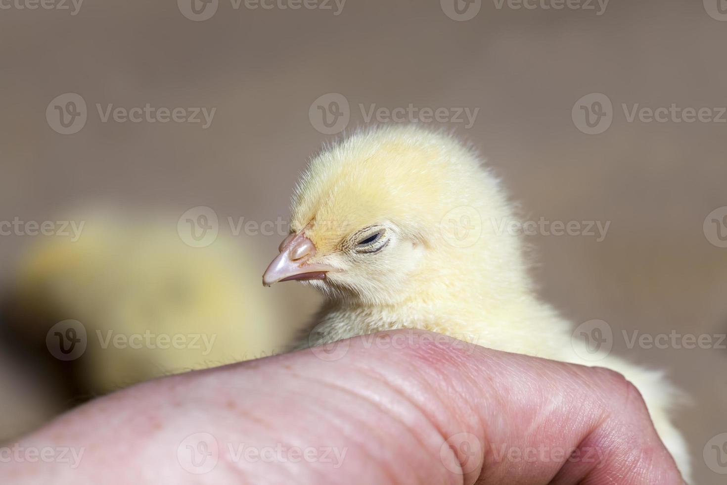 kycklinghicks i en fjäderfäfarm där kyckling föds upp för kött foto