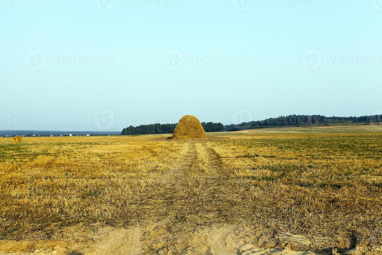 skörd av spannmål foto