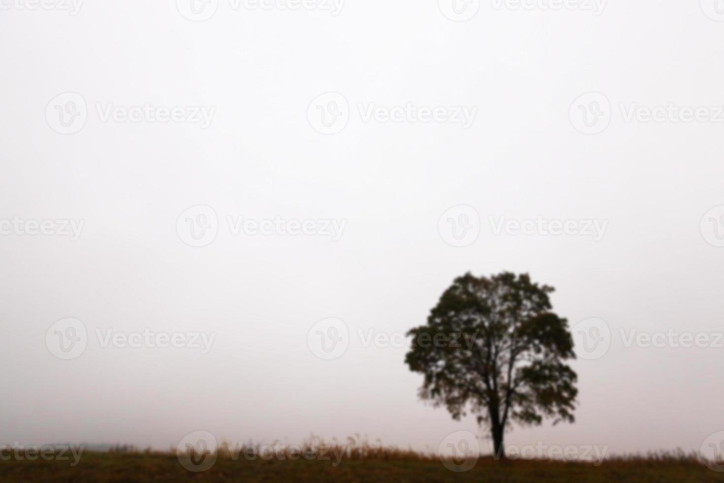 träd på fältet, höst foto