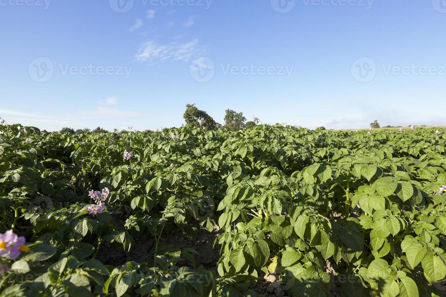 jordbruk, potatisfält foto