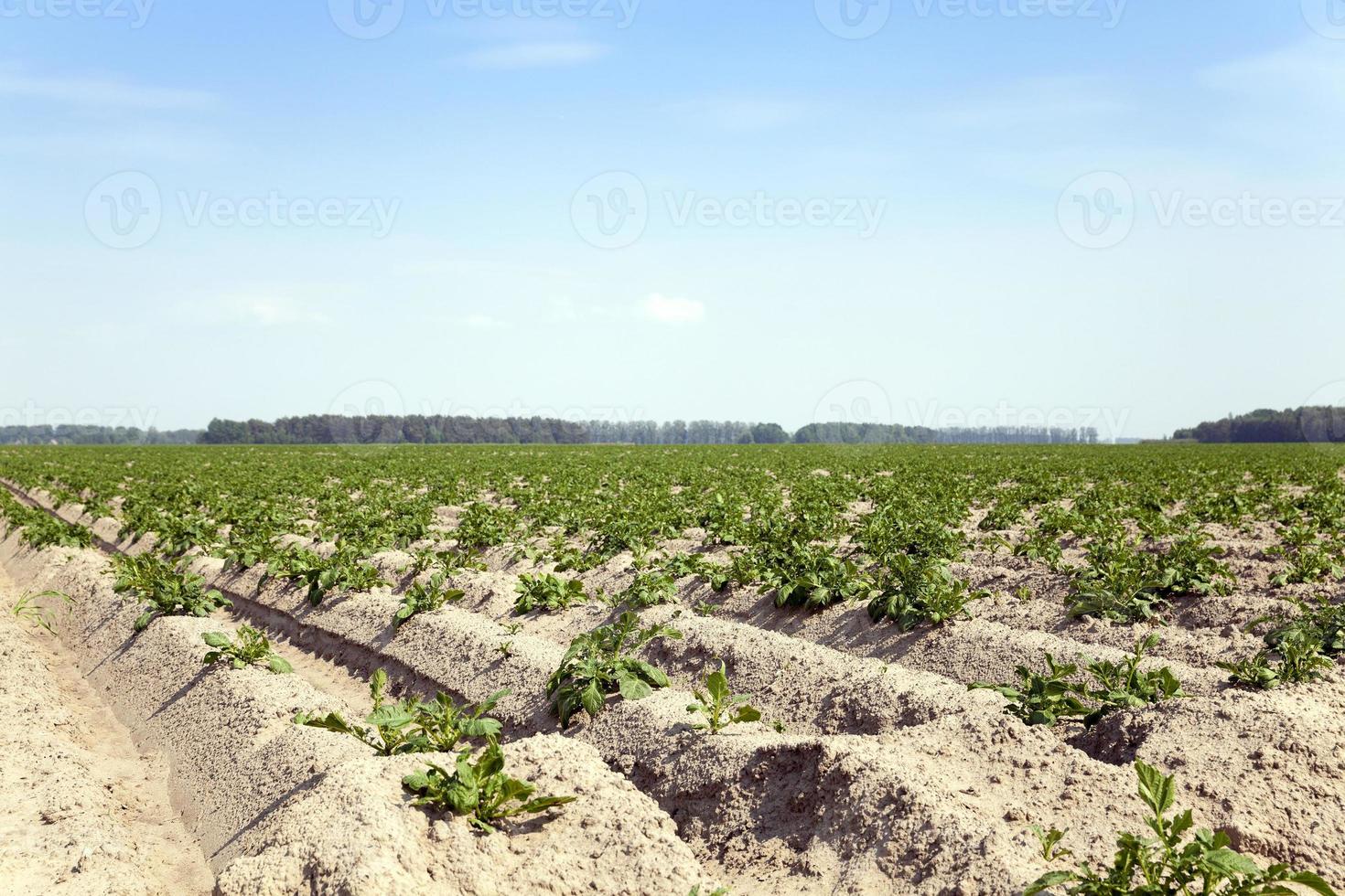 potatis i fältet foto