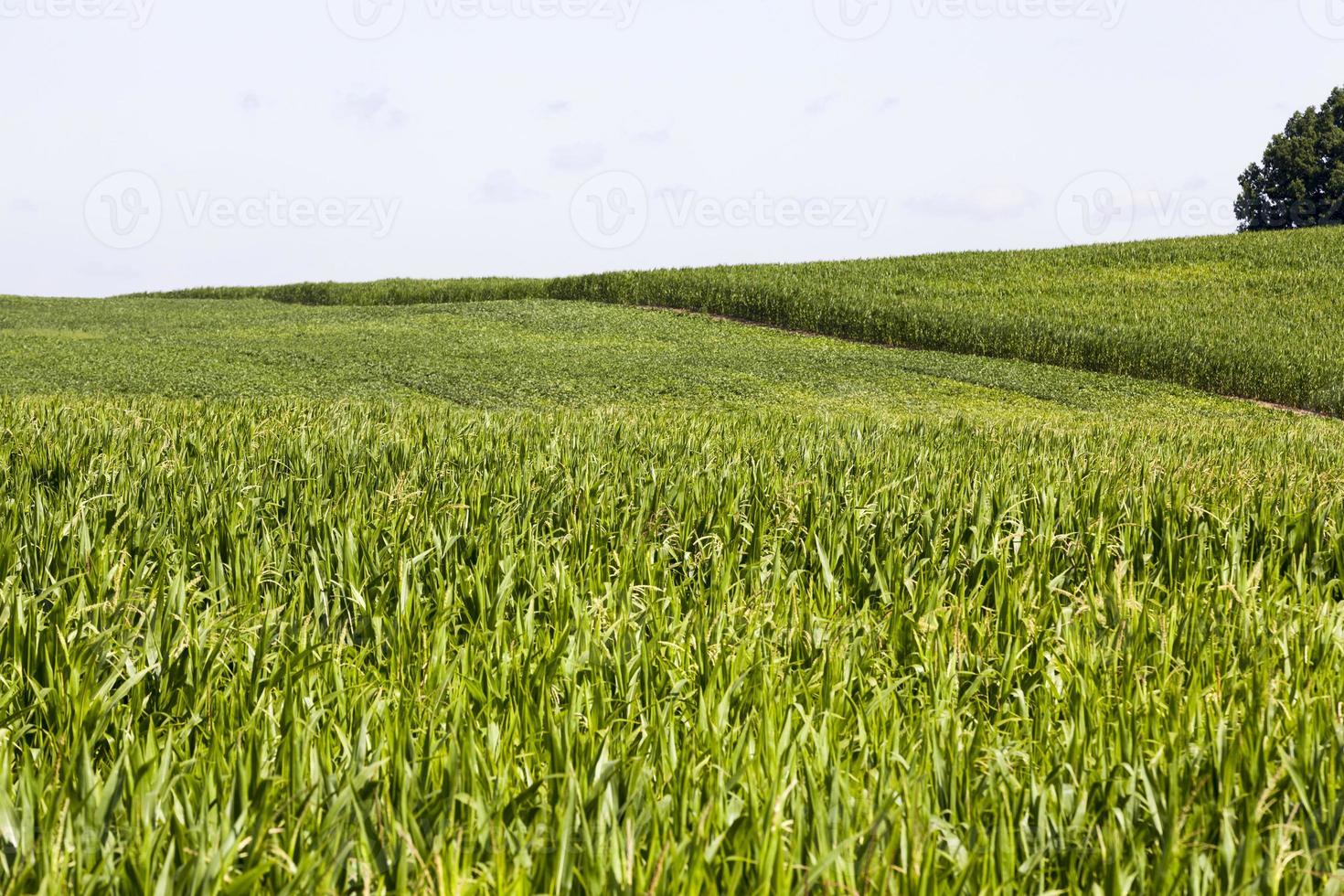 skörd av majs majs och mat foto