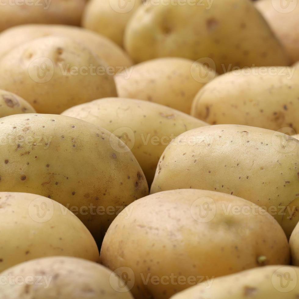 nyskördade potatis foto