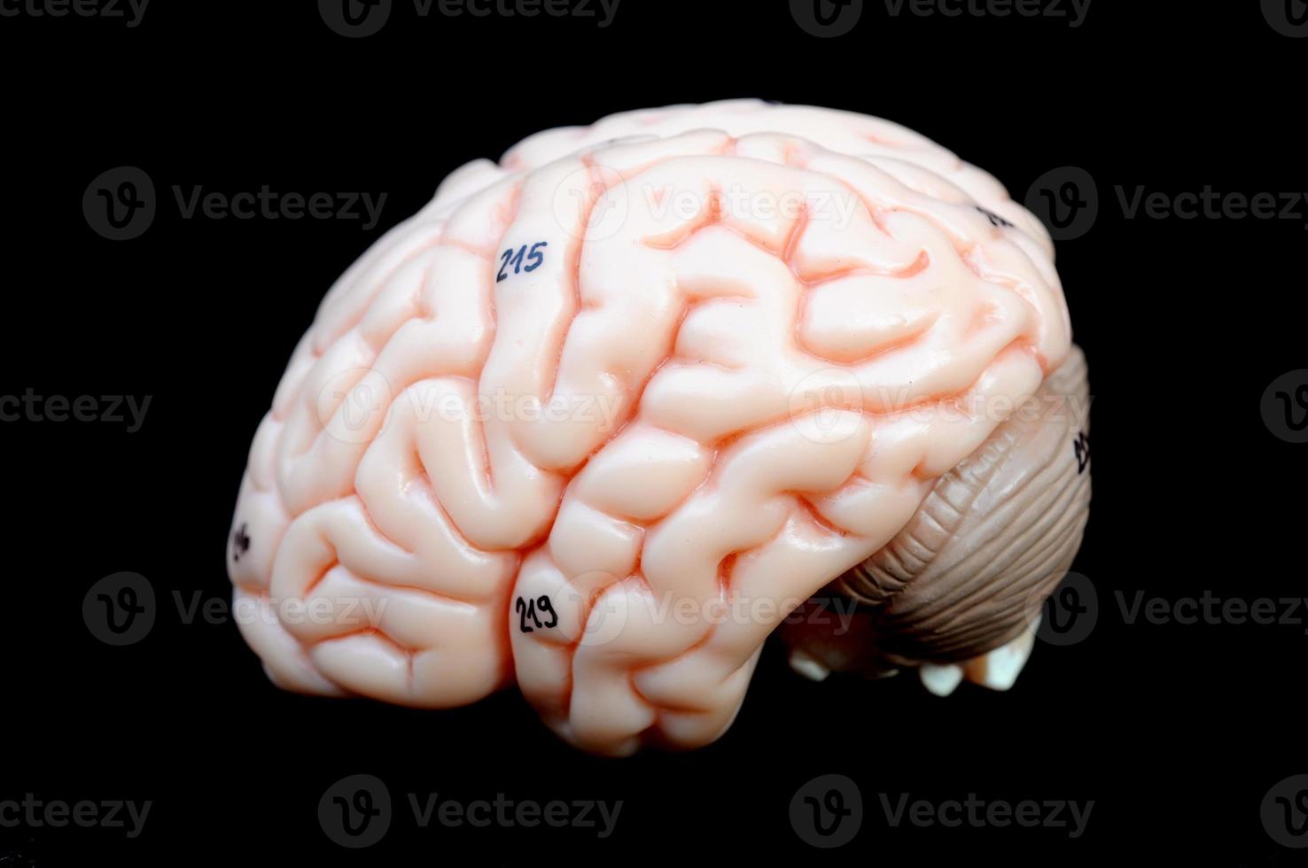mänsklig hjärna foto