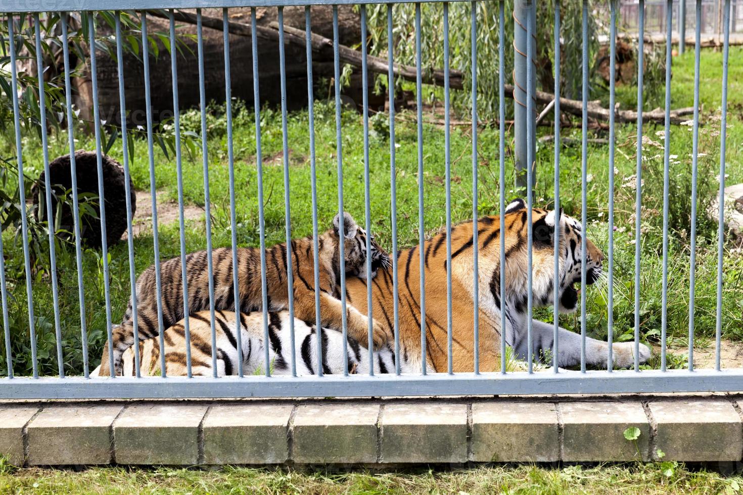 en tiger som bor i en djurpark foto