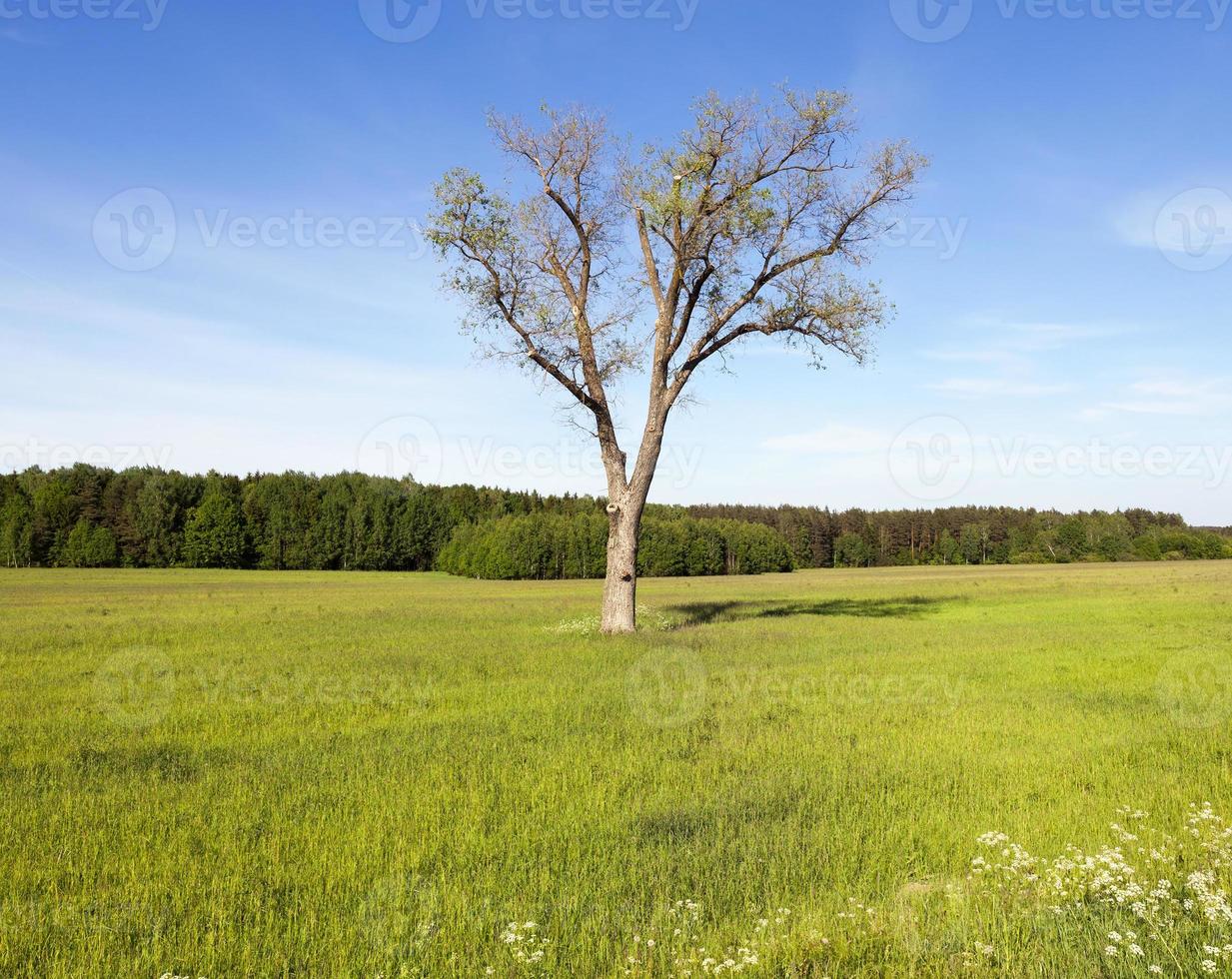 träd på fältet foto