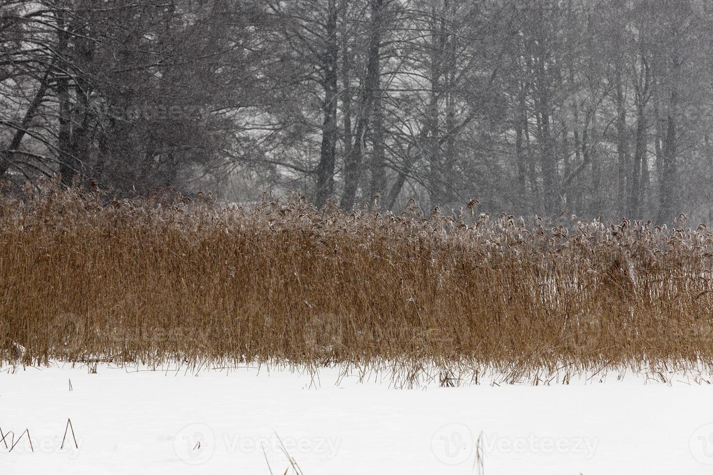 vinter säsong. Foto