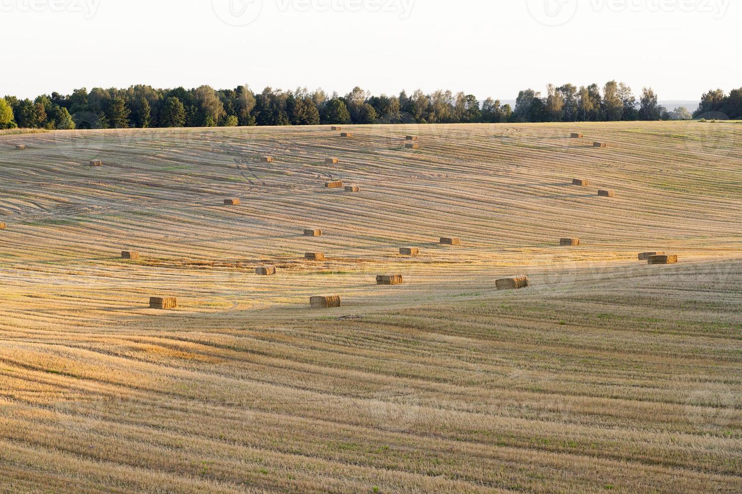 skörd av mogna spannmål foto