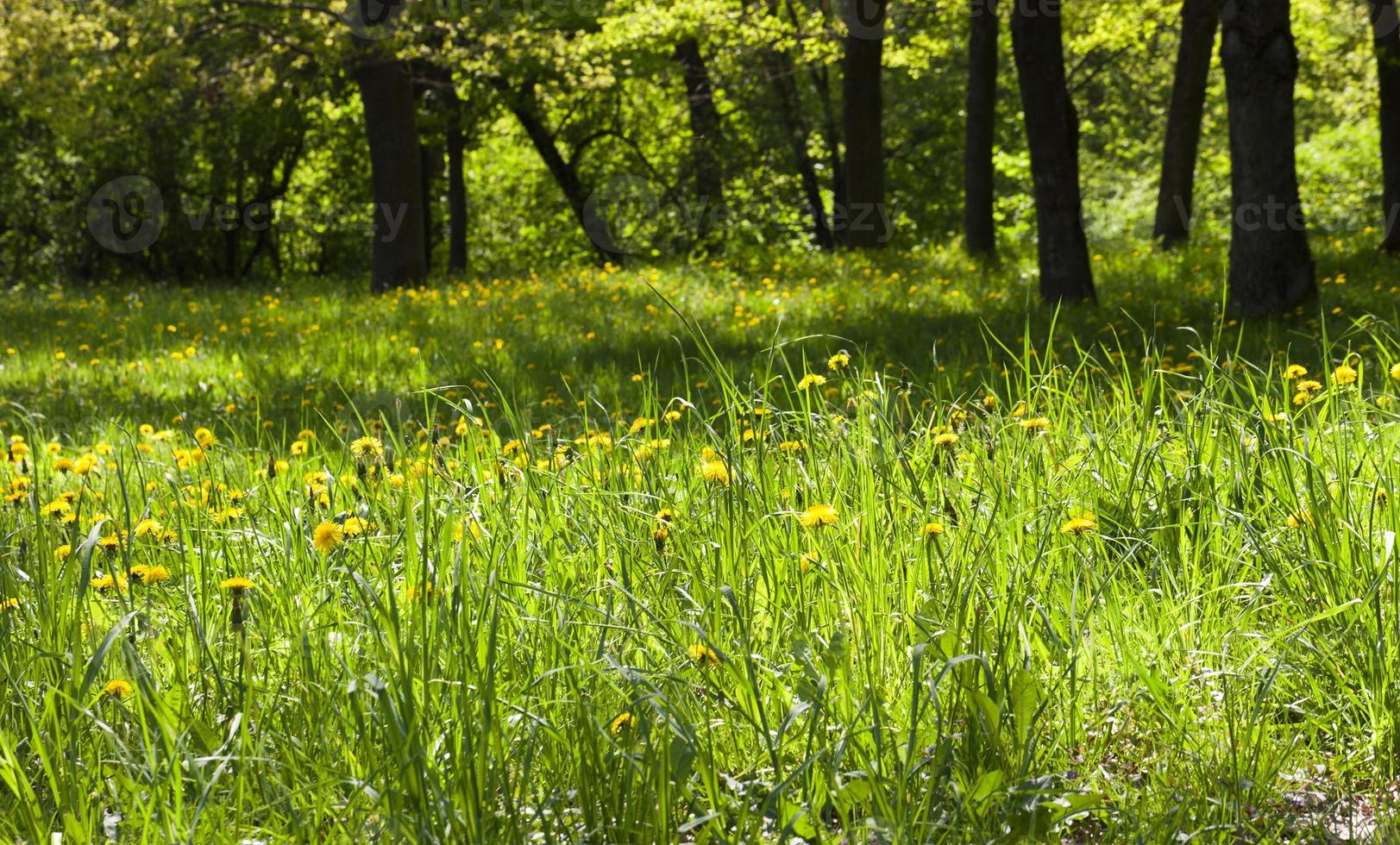 maskrosor i parken foto