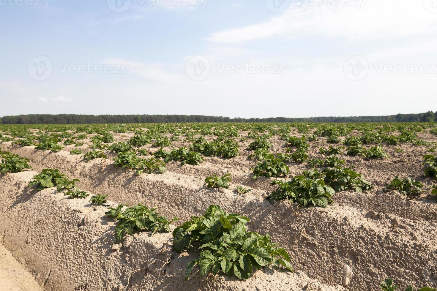 odling av potatis. fält foto