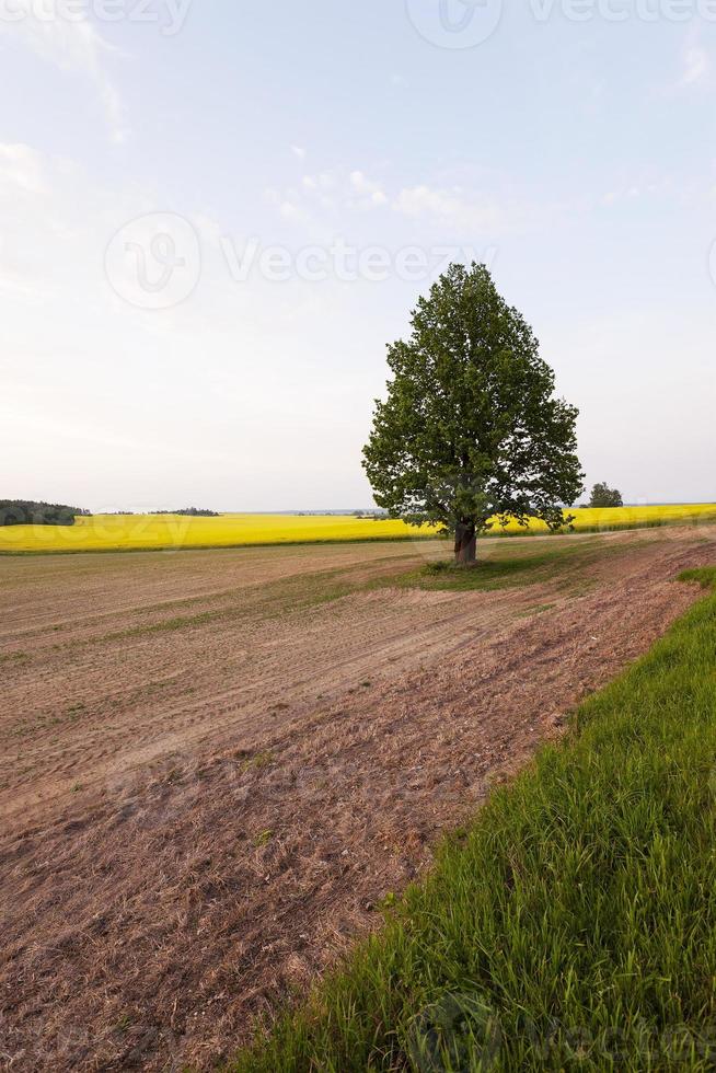 träd på fältet foto