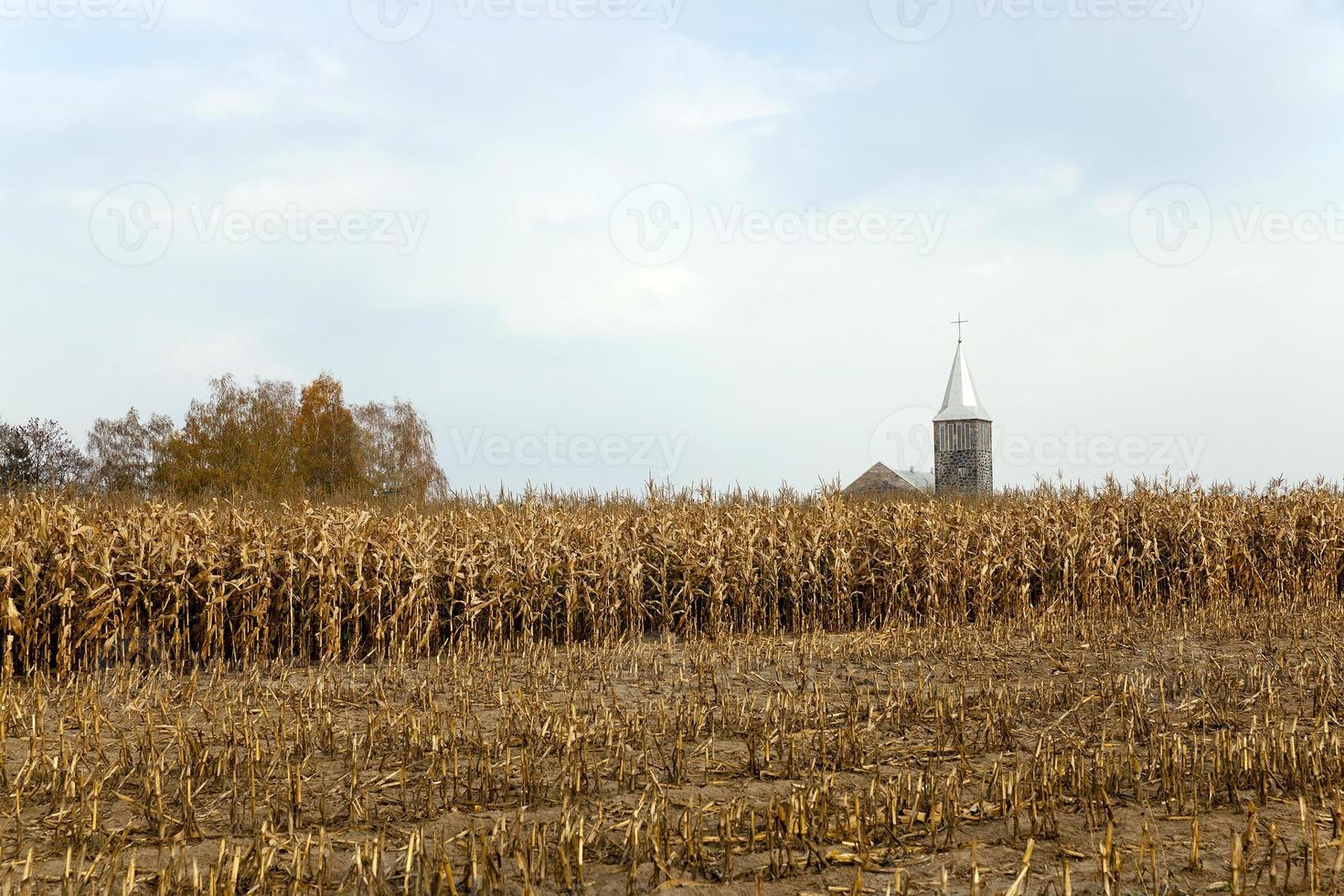 mogen gul majs foto