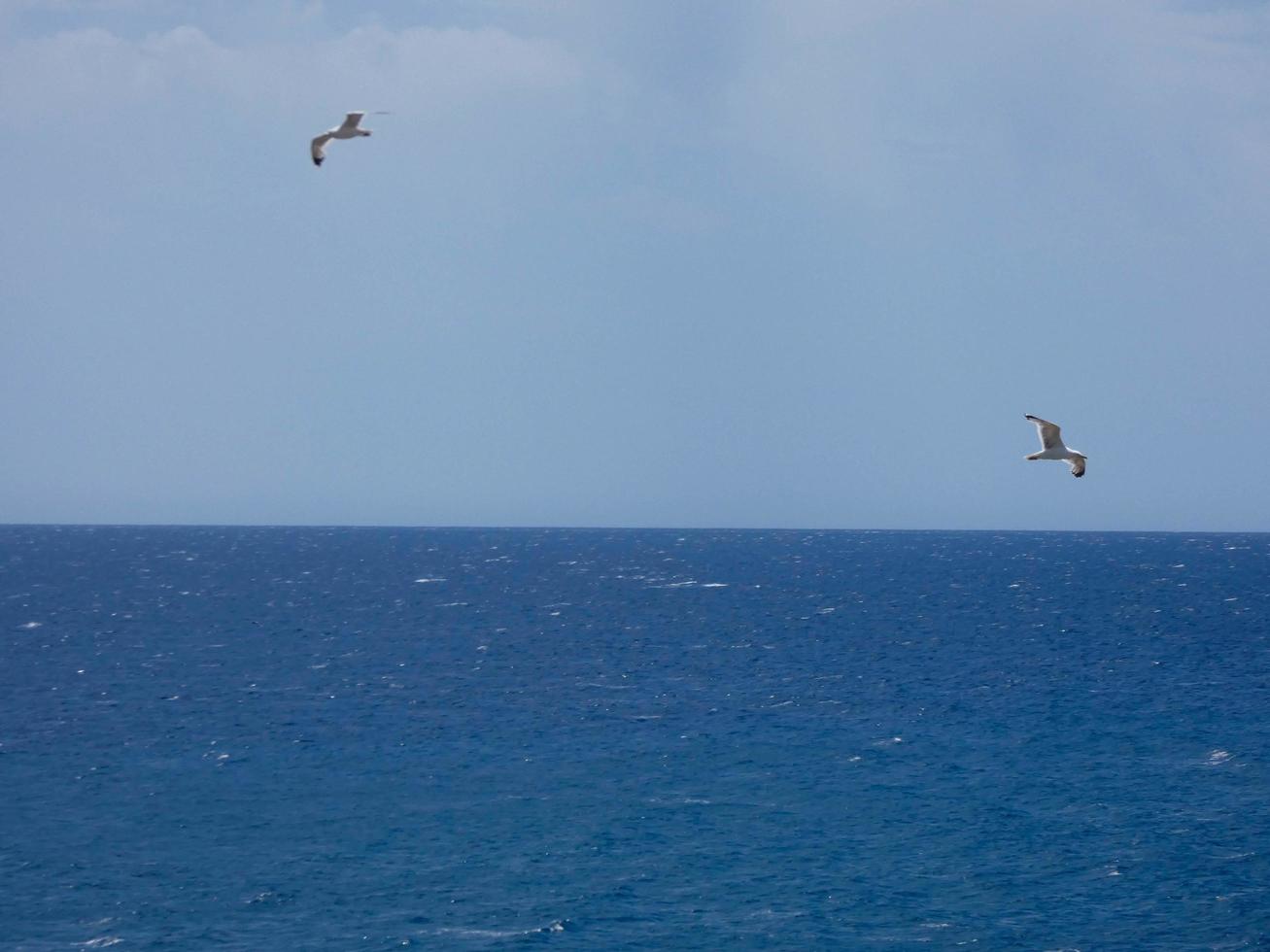 måsar på klipporna i costa brava, spanien foto