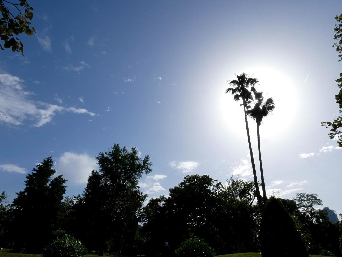 palmer silhuett mot en blå himmel bakgrund foto