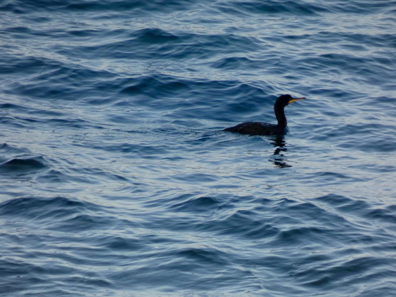 sjöfågel som väntar på en fångst, uppflugen på ett lugnt blått hav foto