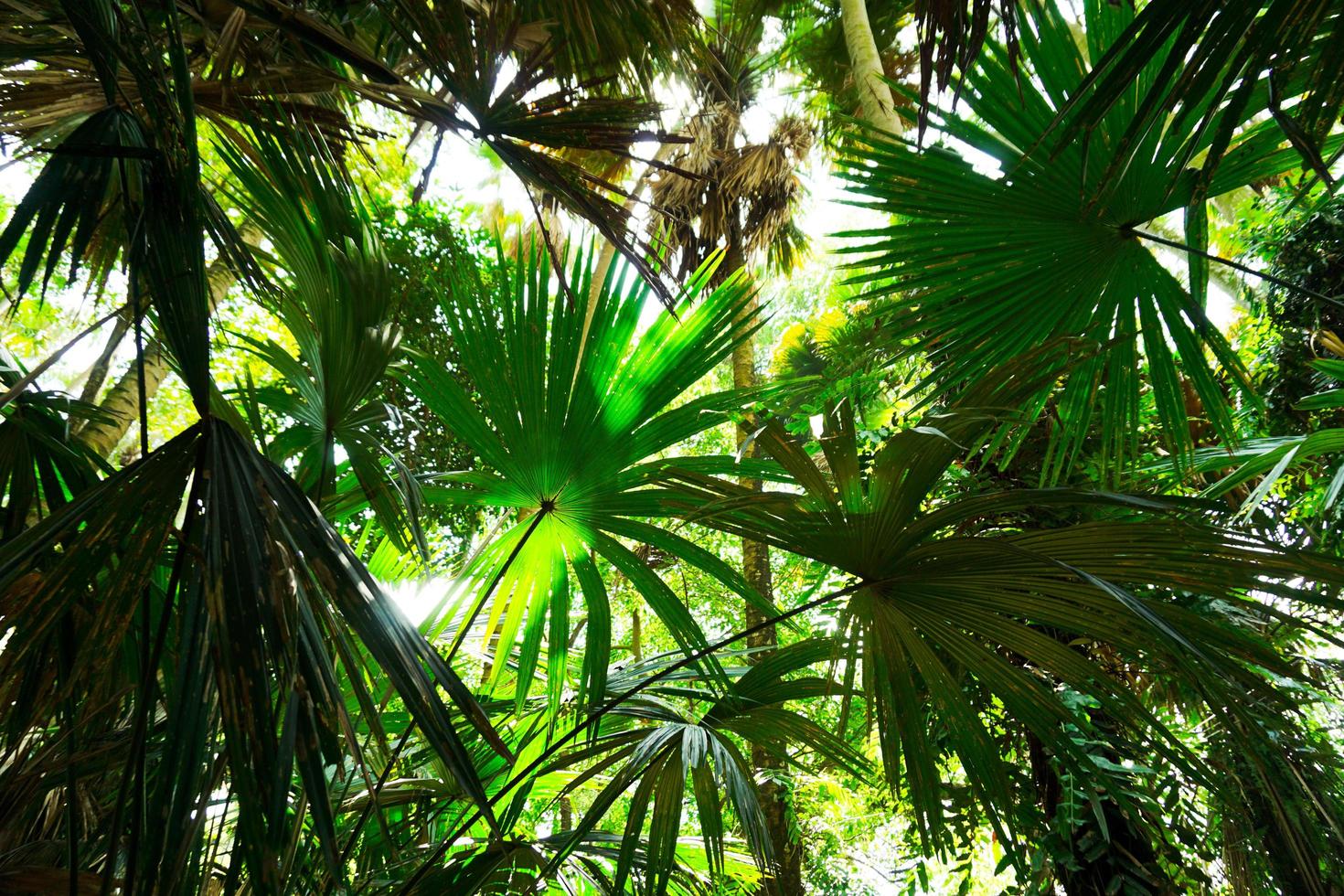 gröna blad med solsken foto