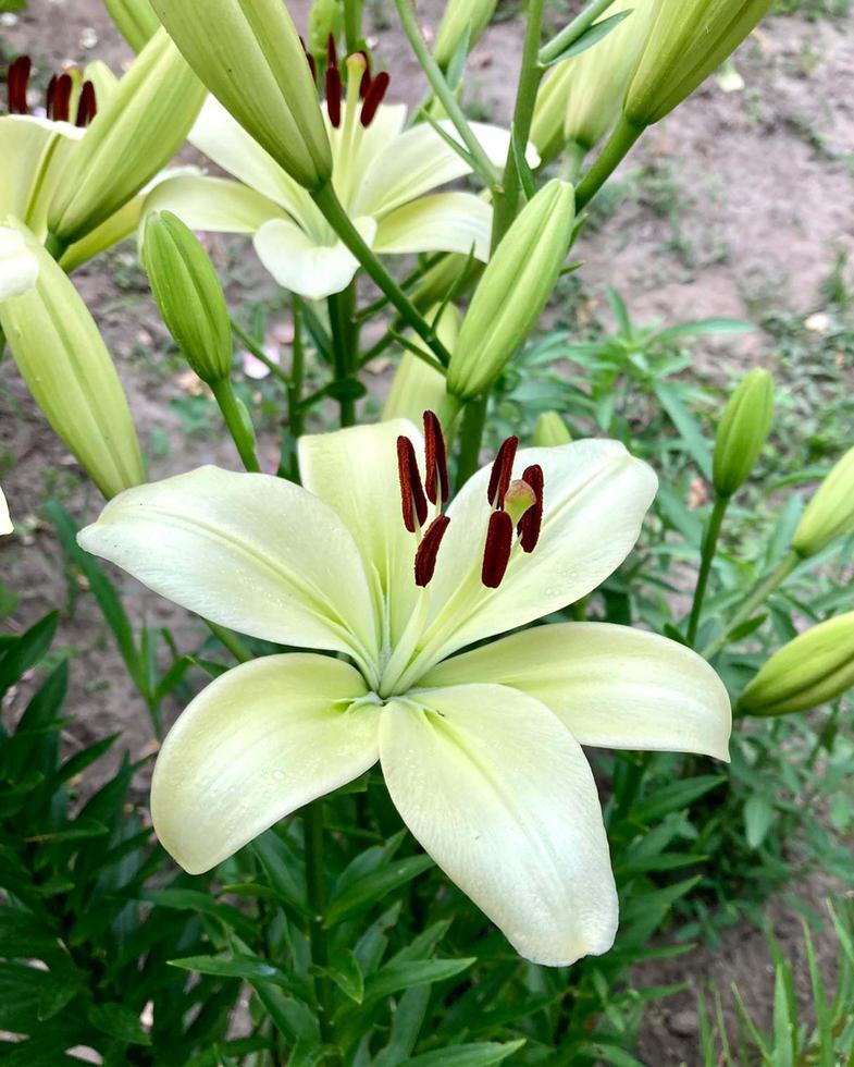 lilja vit blomma närbild, lilja vid stugan i trädgården. foto