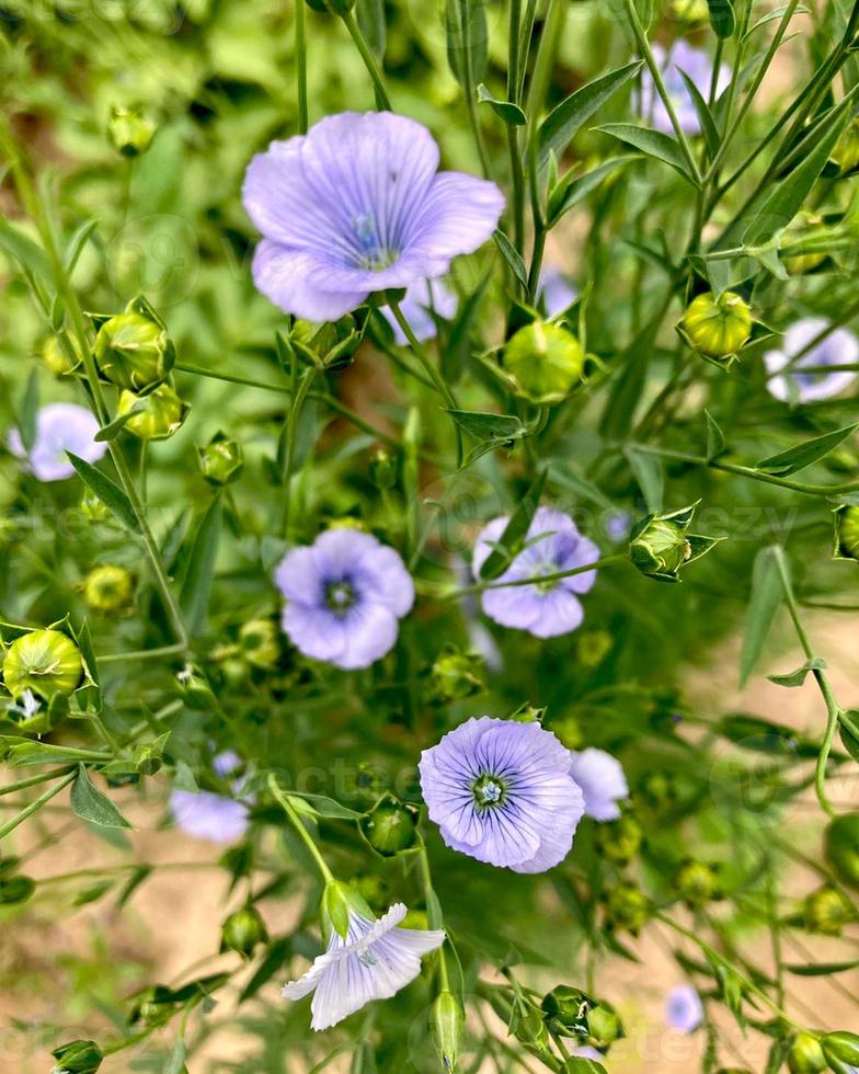 blå lin blommor i trädgården. foto