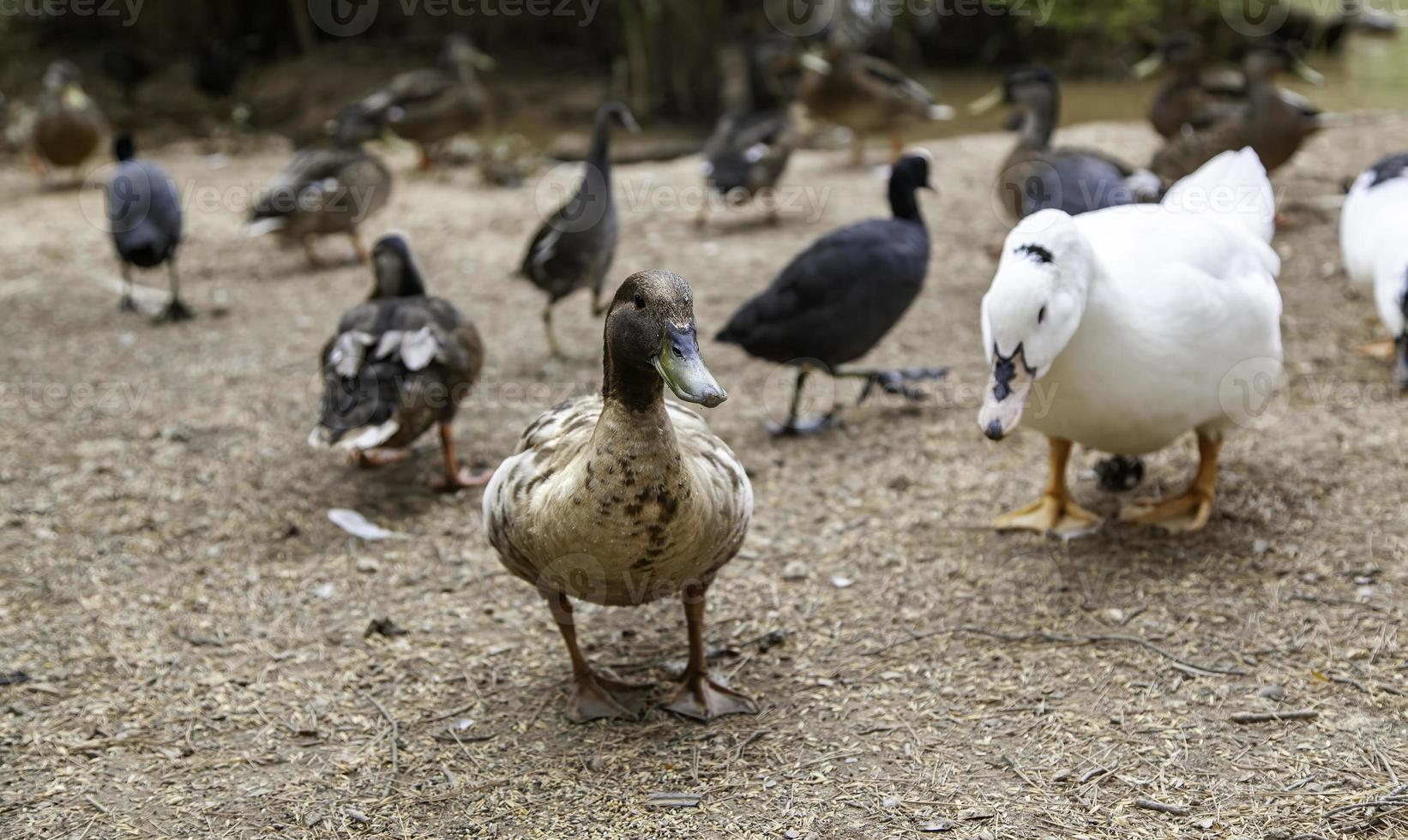 vildänder i frihet foto