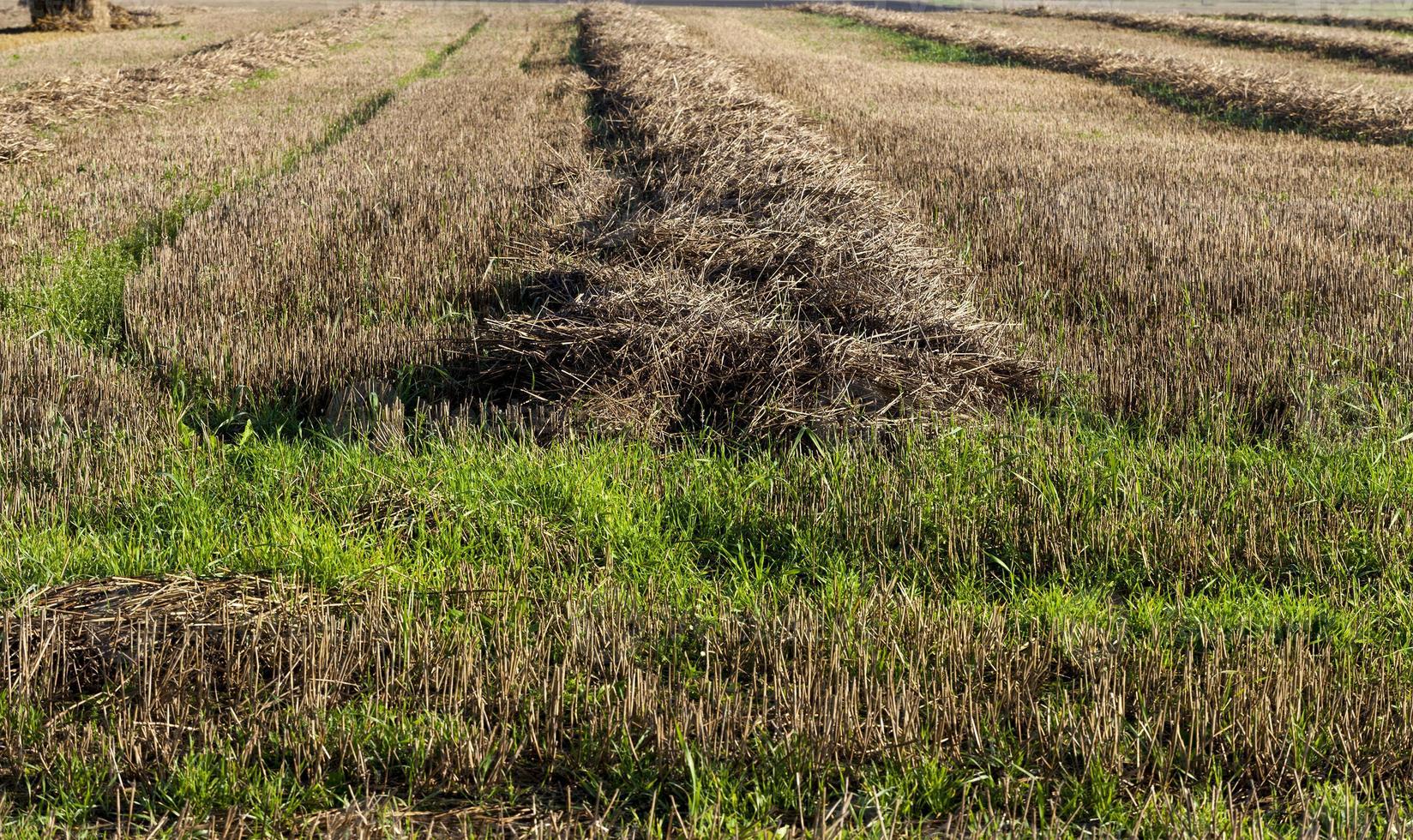 brunt halm, närbild foto