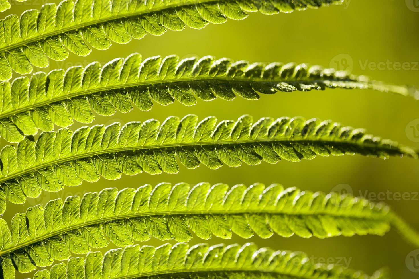 gröna ormbunksblad upplysta av starkt solljus foto