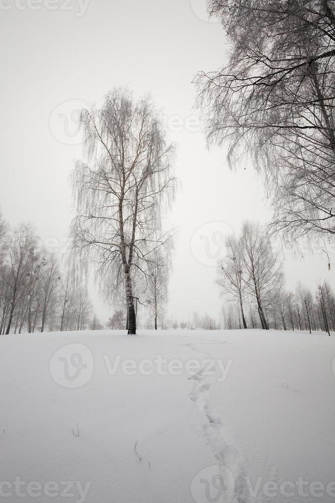 vinter med snö foto