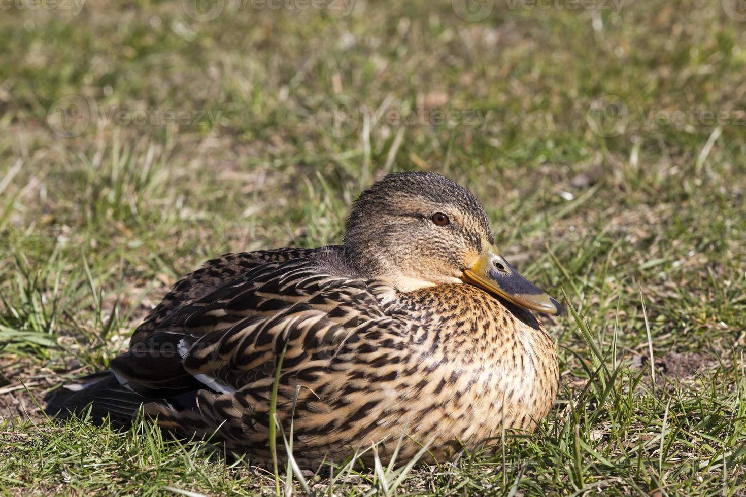 vackra sjöfåglar ankor i vattnet foto