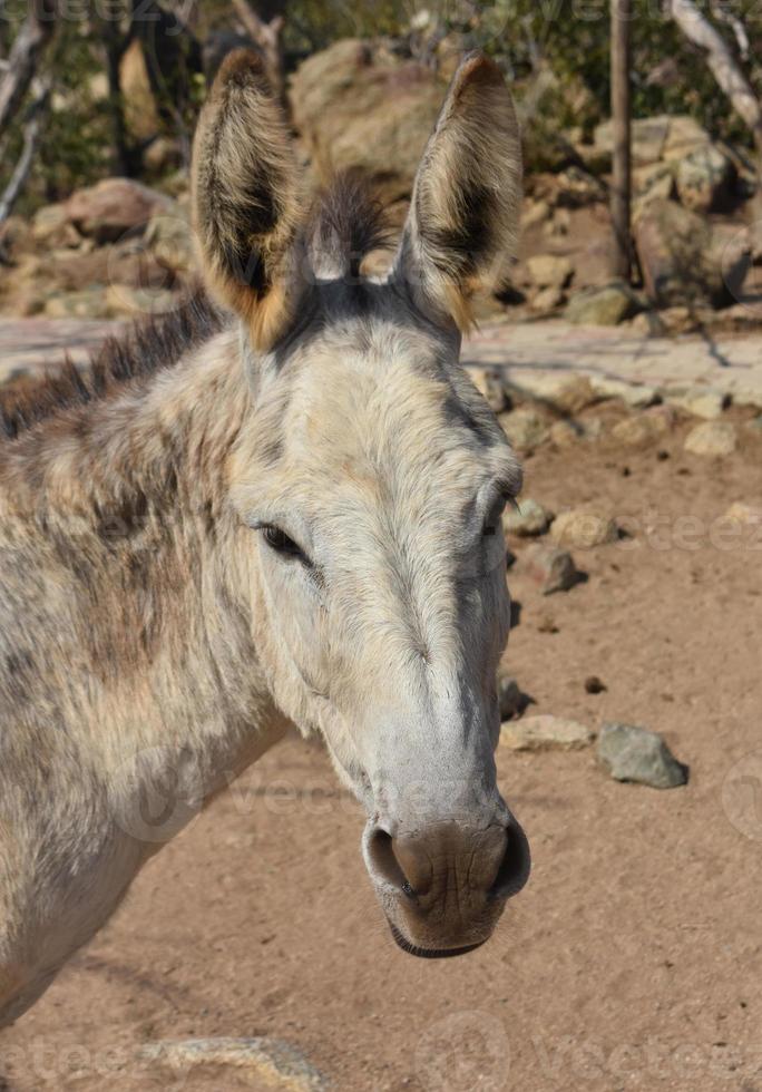 mycket söt vild åsna i torra aruba foto