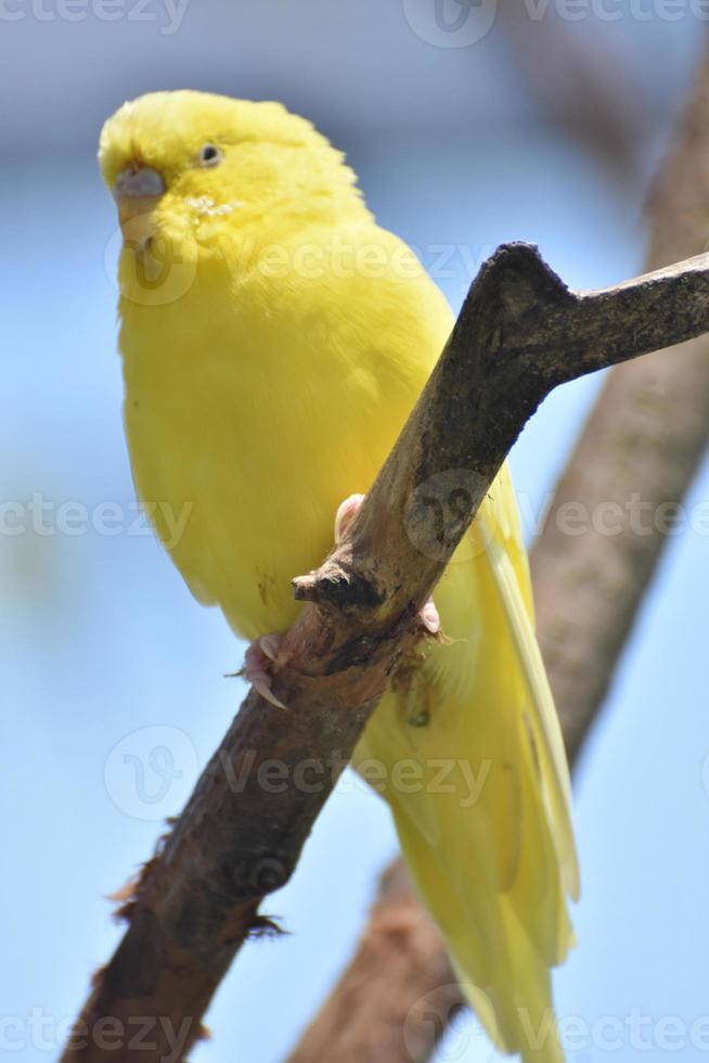 bedårande närbild av en gul parakit foto