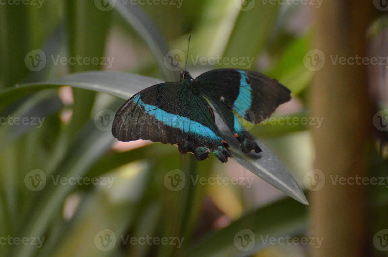 vacker svart och blå smaragd swallowtail fjäril i naturen foto