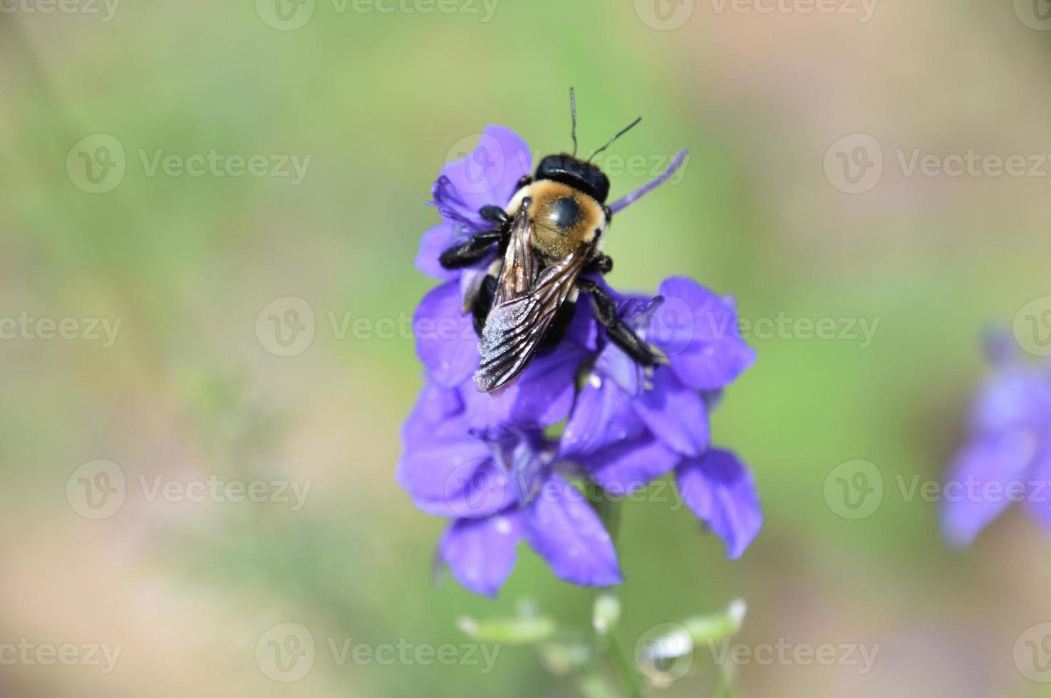 fantastisk närbild på ett pollinerande bi foto