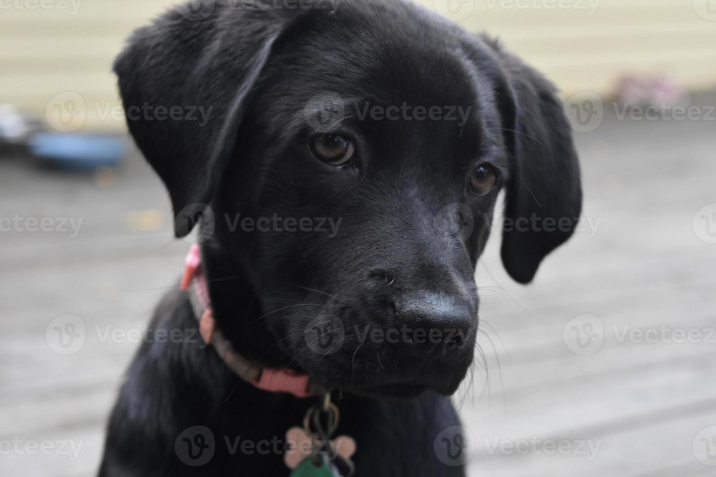 dyrbara ansikte av en svart labbvalp hund foto