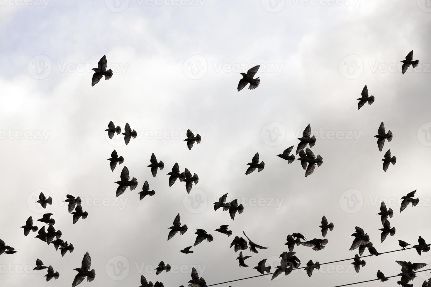 fåglar som flyger i himlen foto