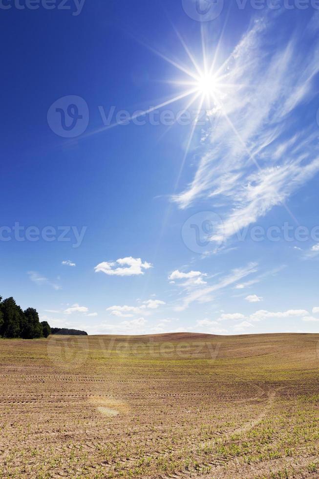 vårlandskap, fält foto