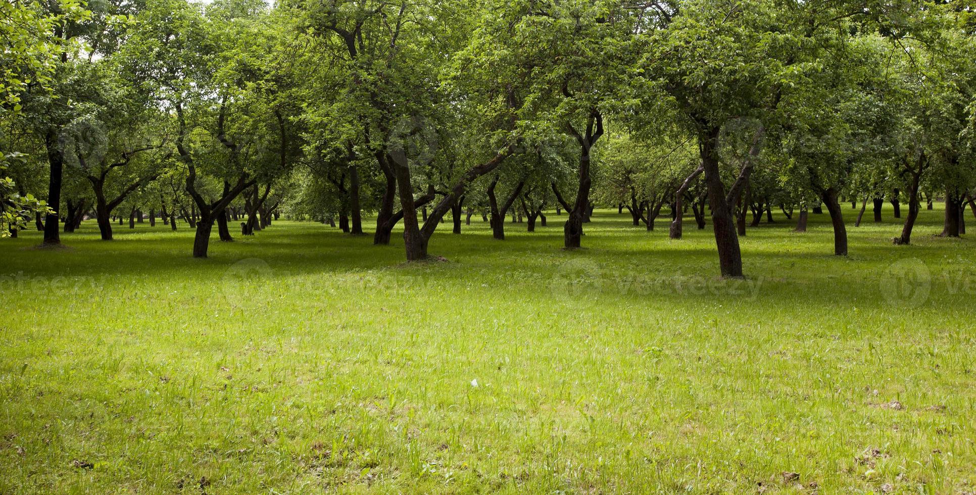 gröna träd. parkera foto