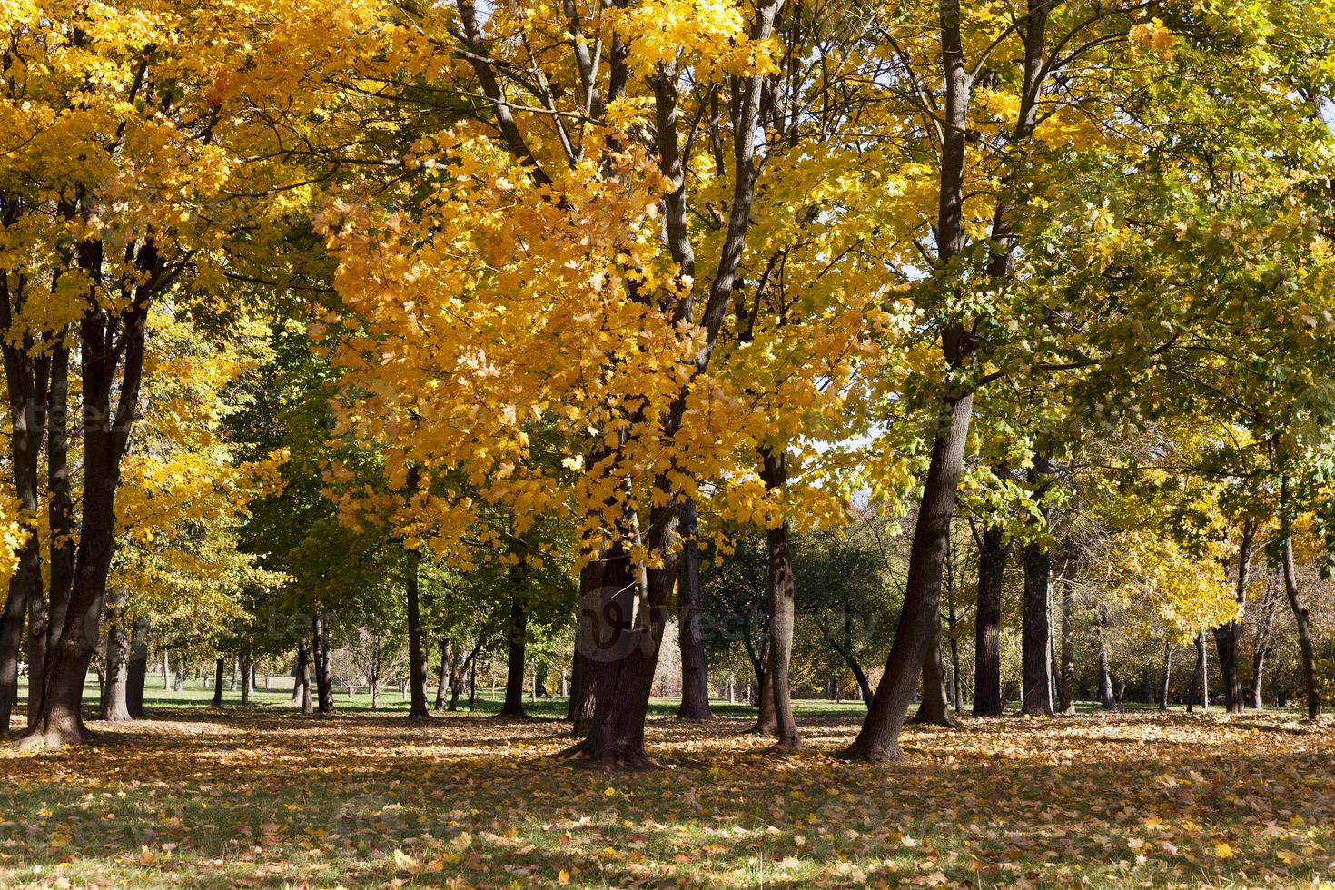 höstträd, park foto