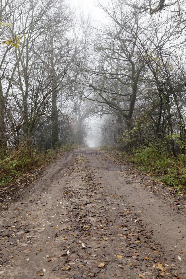 landsväg, skog foto