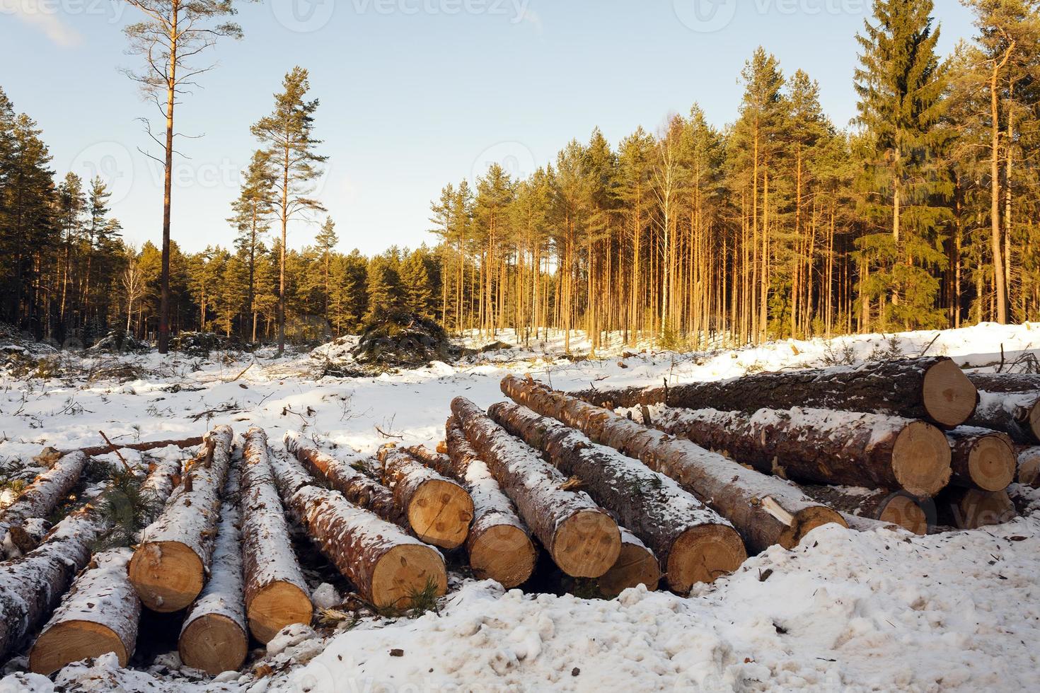 de huggna träden foto