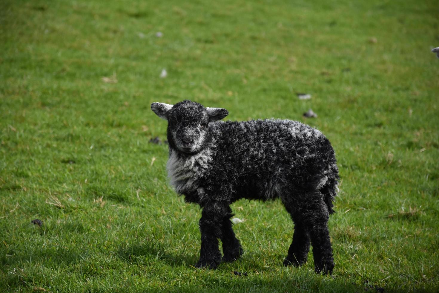 vingliga ben på ett ungt svart lamm som står på ett fält foto