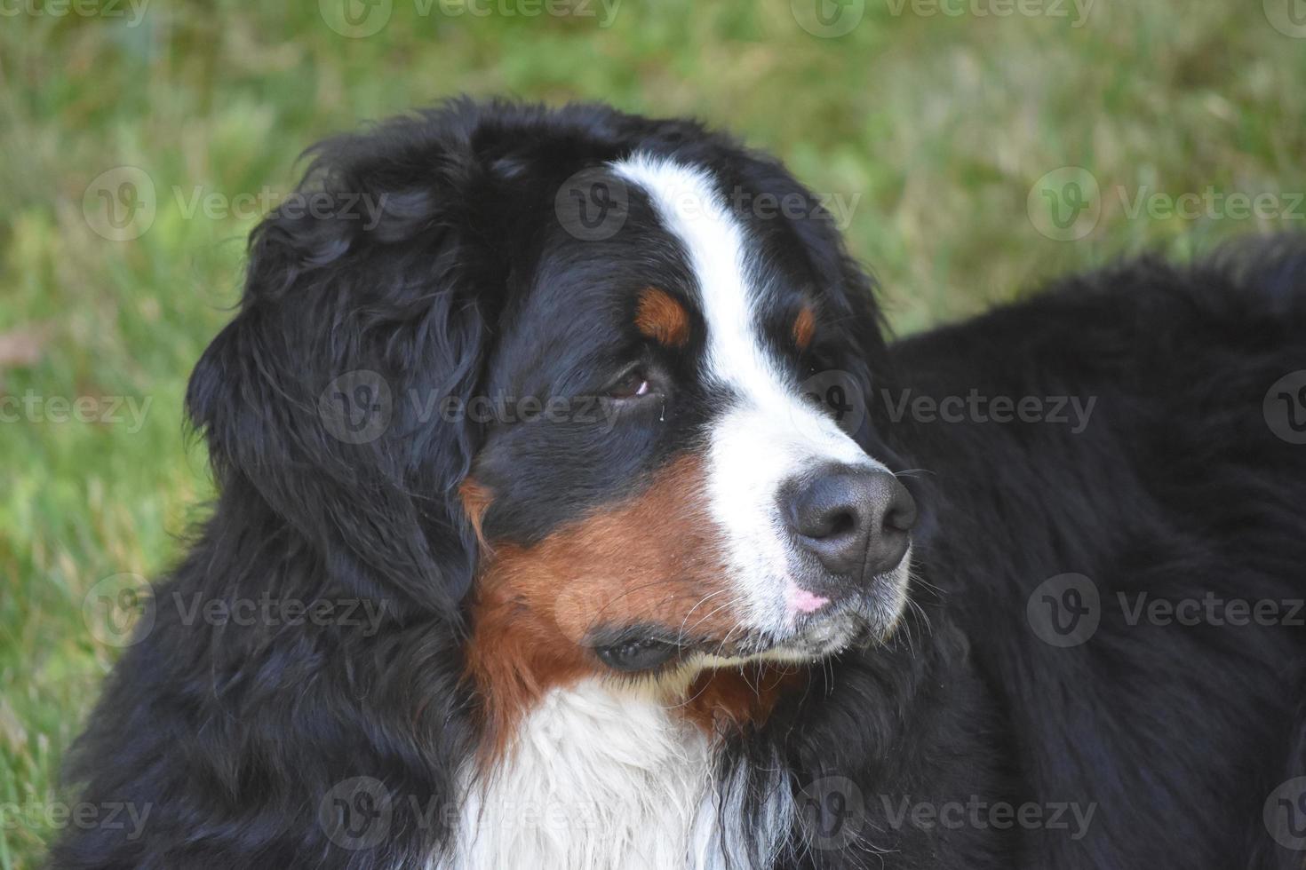 en bekymrad blick i ansiktet på en bernesebergshund foto