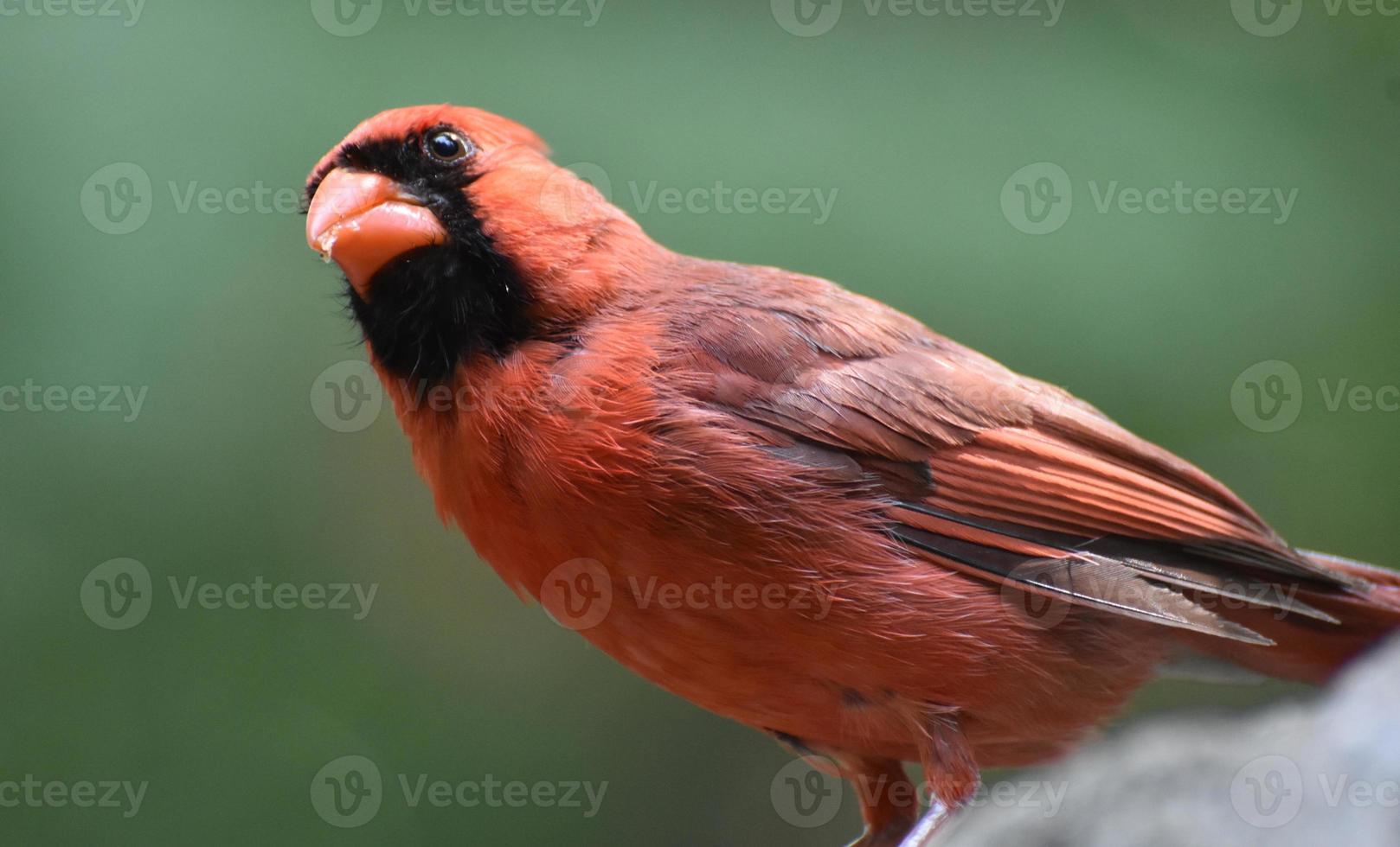 vacker kardinalfågel med smulor i näbben foto
