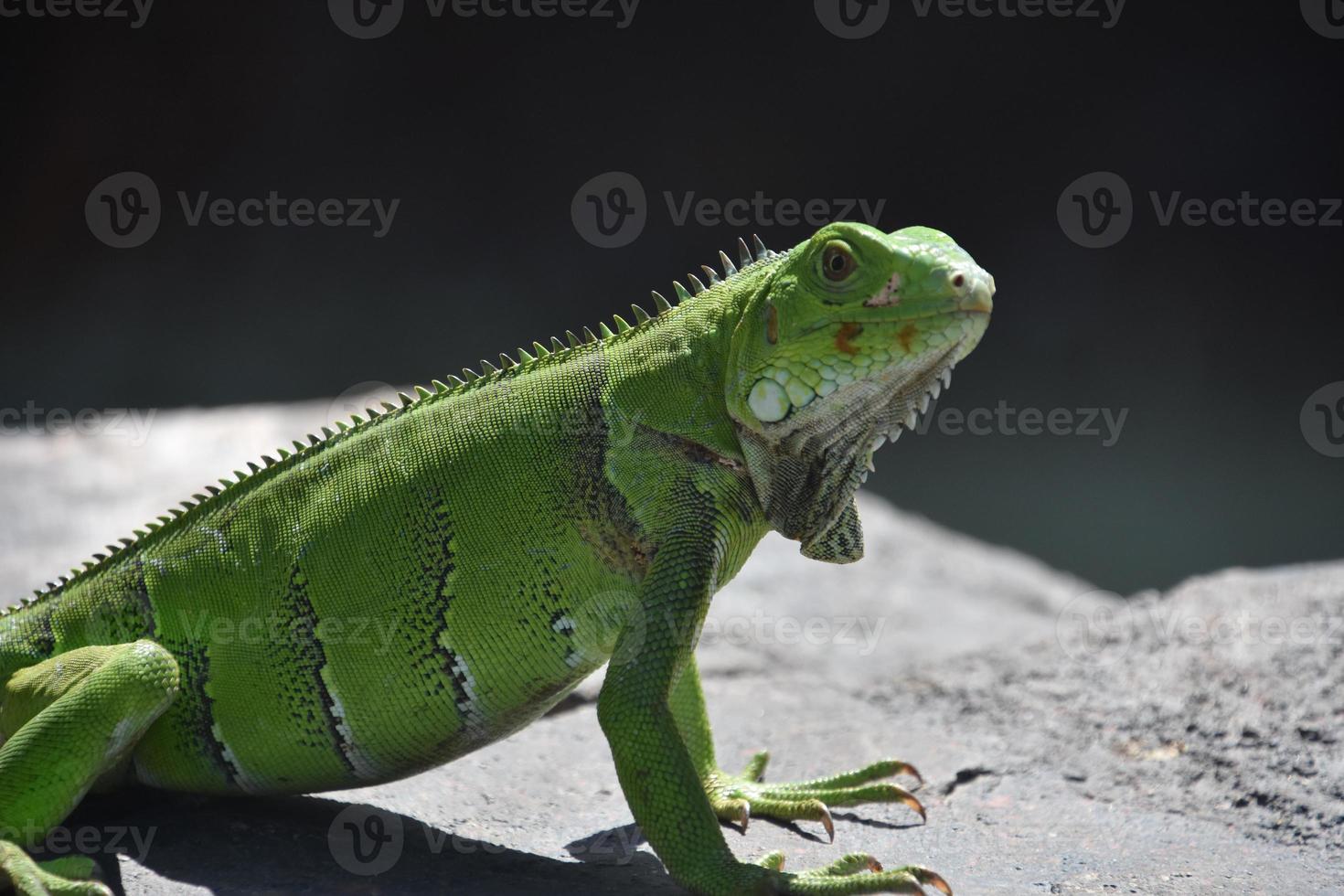 nyfiken grön leguan på nära håll på en sten foto