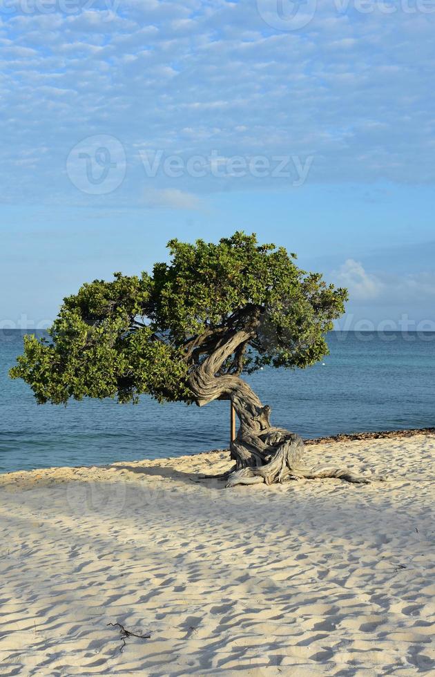 vridet divi divi träd på eagle beach foto