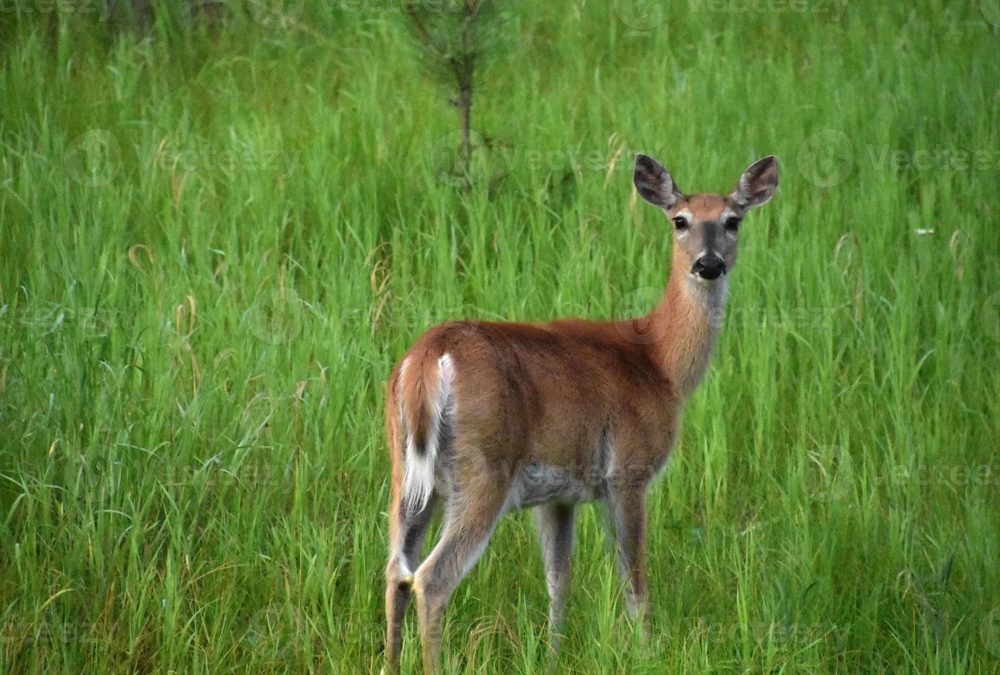 Doe står ensam på en äng i södra dakota foto