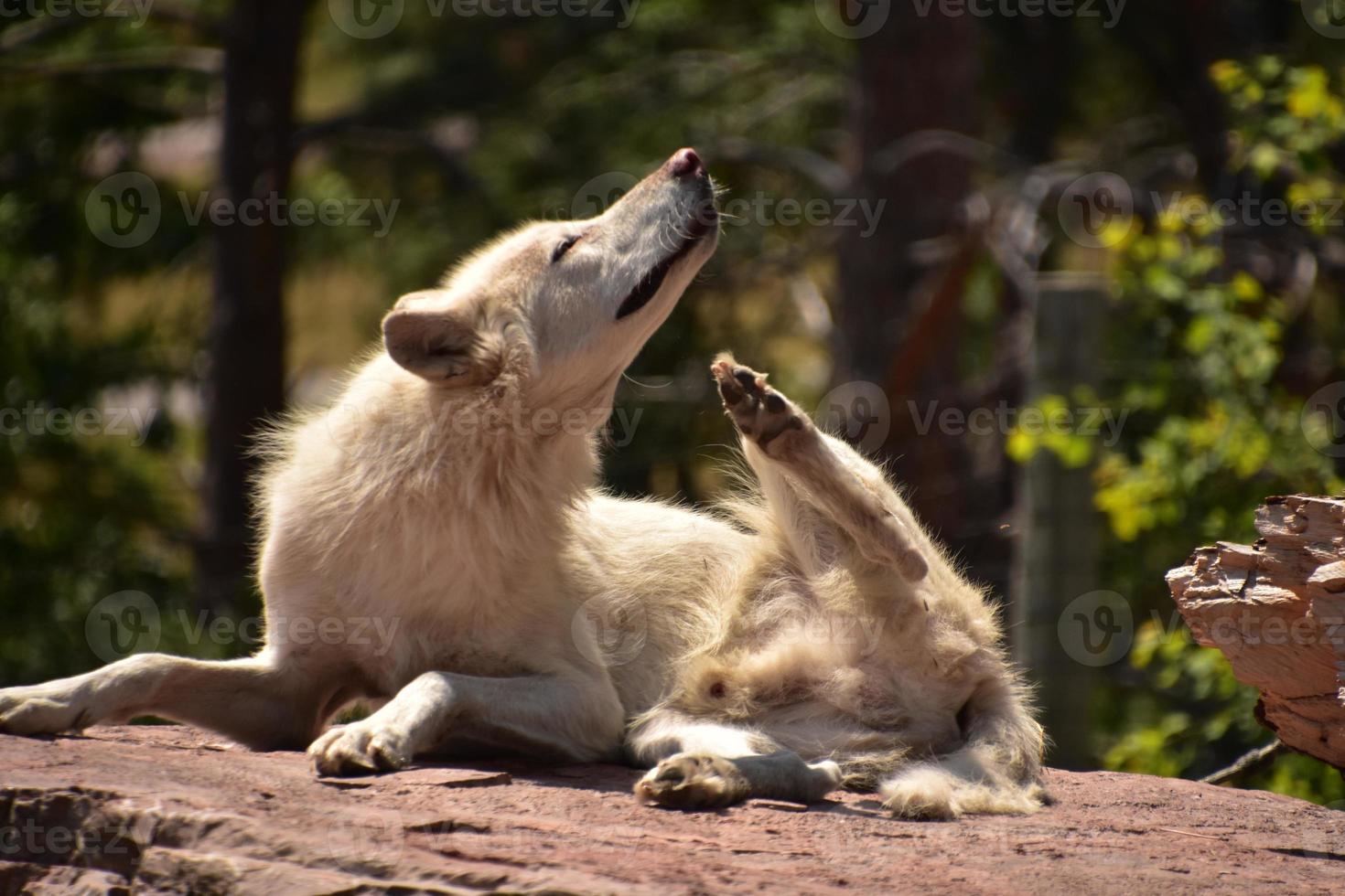 manlig vit varg kliar sig med bakbenet foto