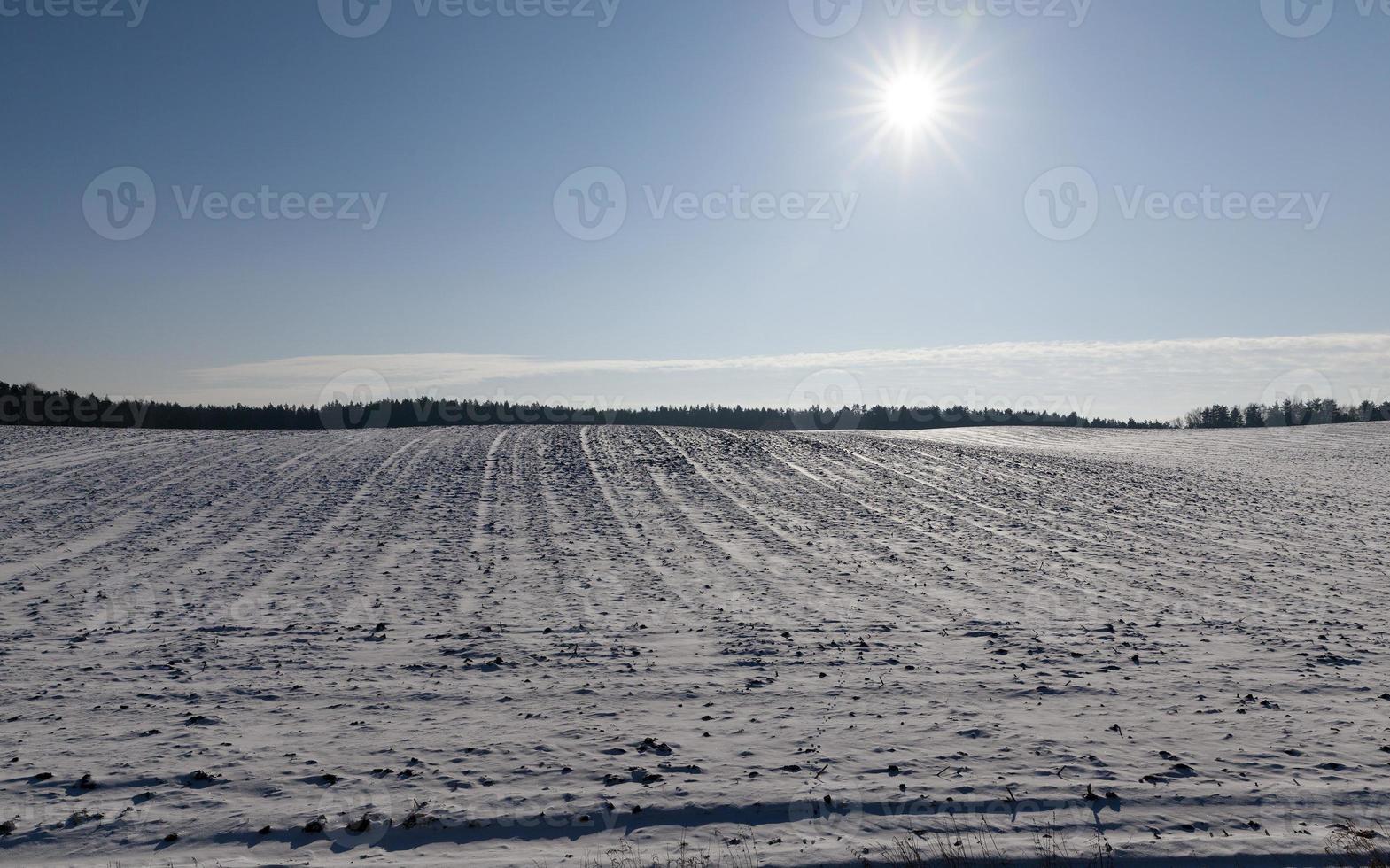 vinterlandskap, fält foto