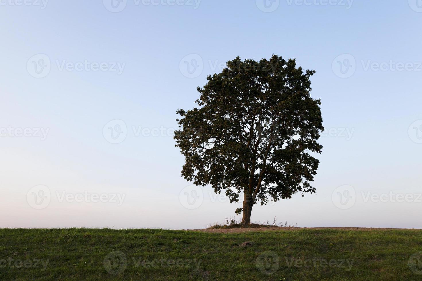 träd på kullen foto
