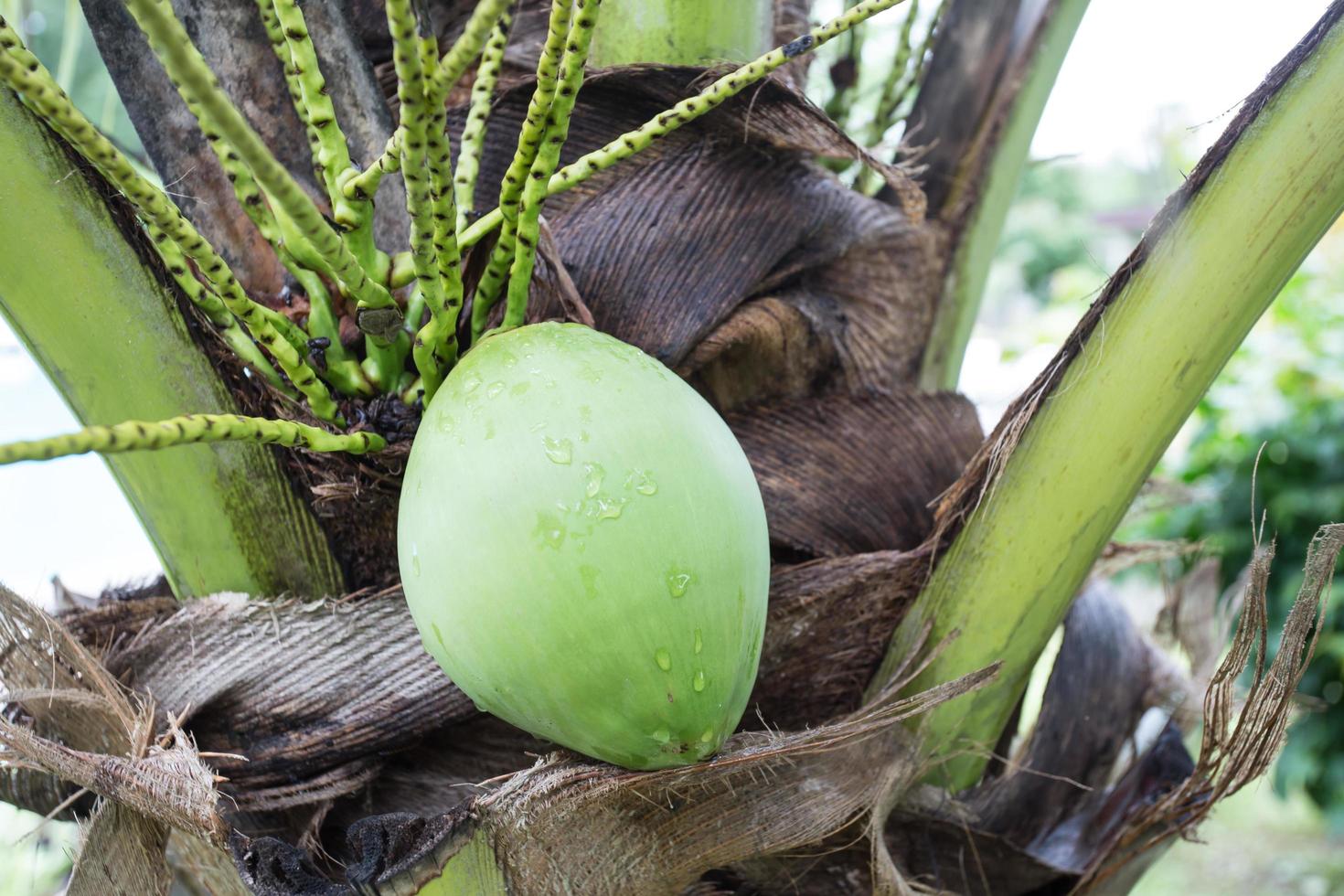 grön kokosnöt vid trädet foto