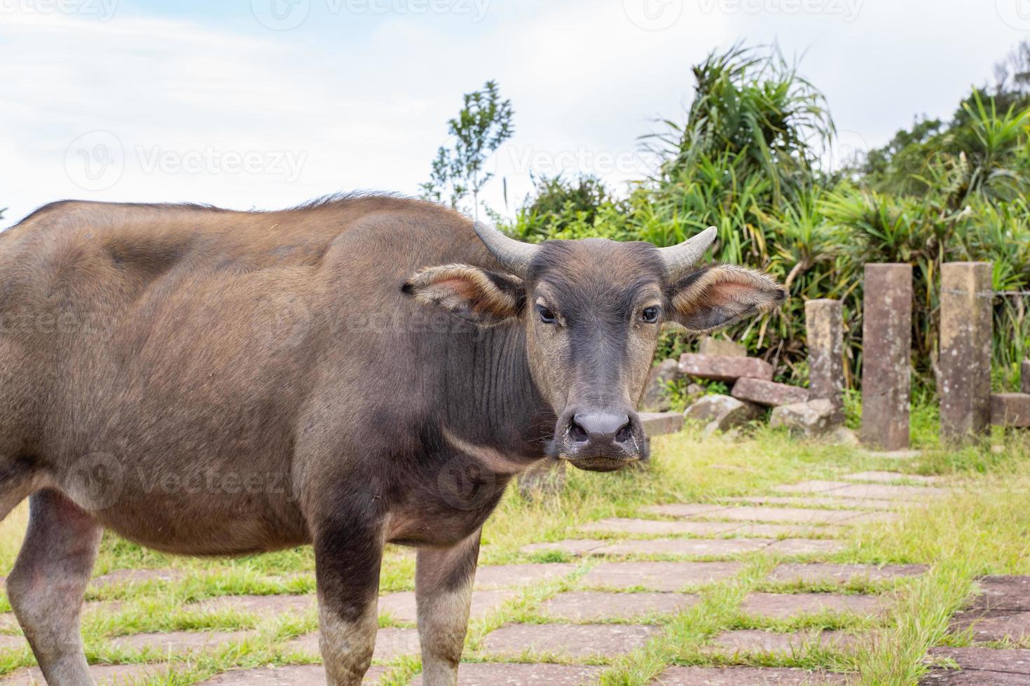 vacker taiwan vattenbuffel som går på en stentrappa i gräsmark, prärie i taoyuan-dalen, kylande bergsstig över mt. wankengtou. foto